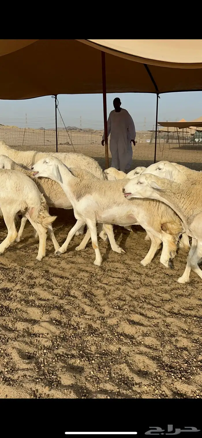 رخال حرية حرش 1