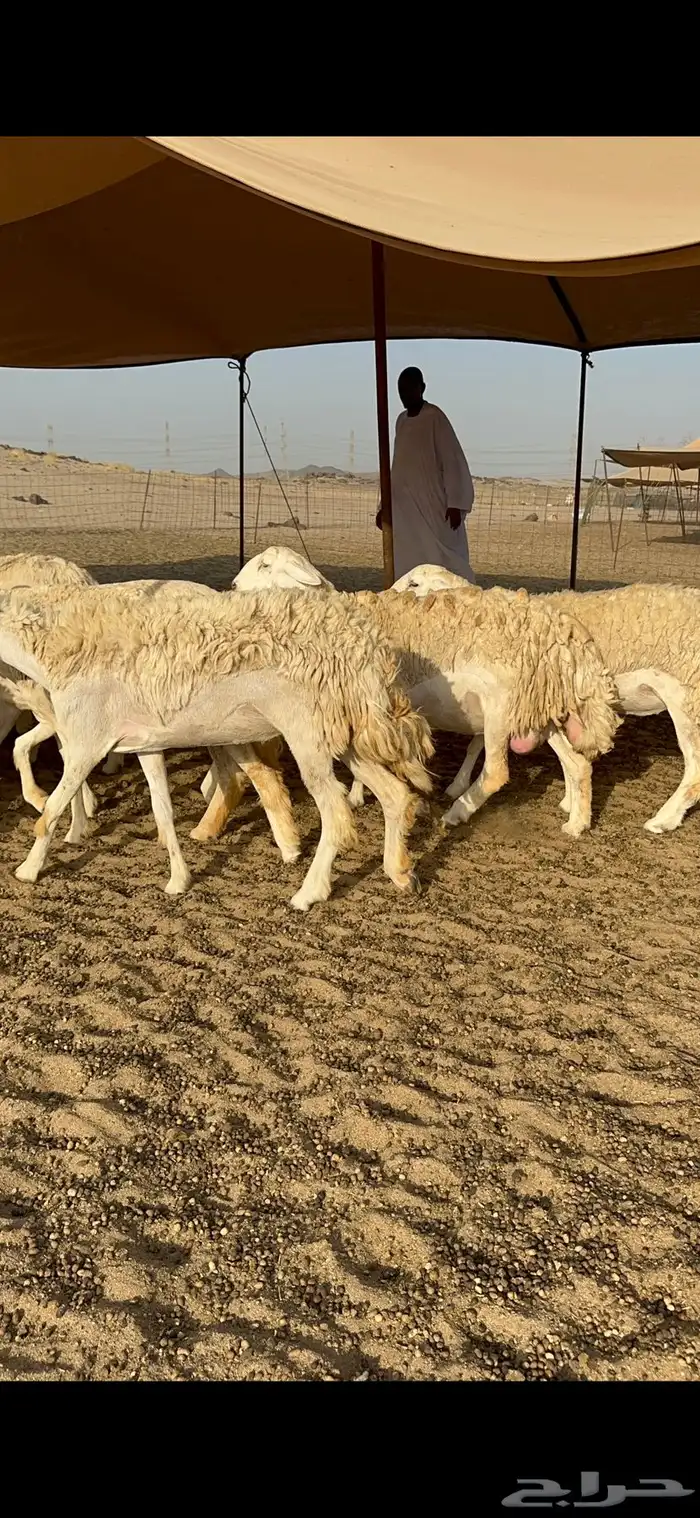 رخال حرية حرش 3