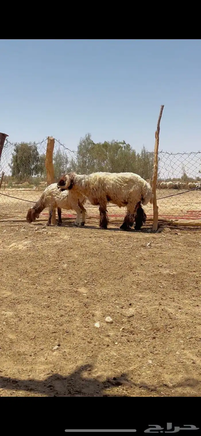 خروف فحل ثني صنف 1