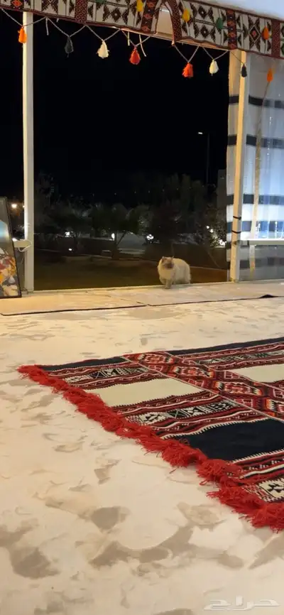 قط ضائع ومكافأة مالية لمم يجده 3