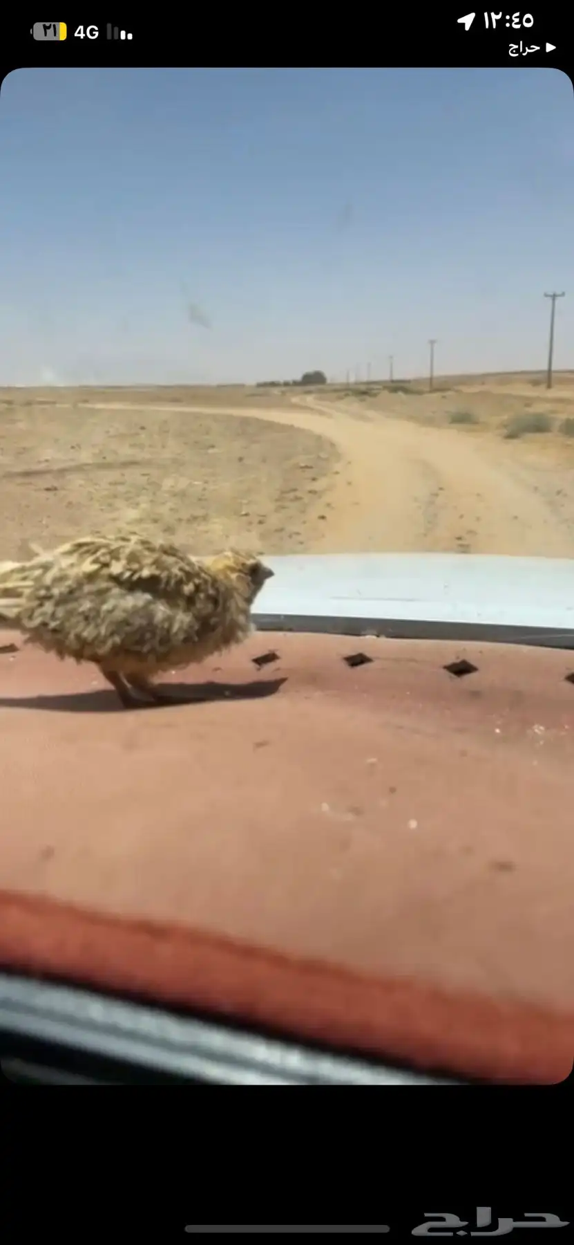 طير قطا نغاق 1