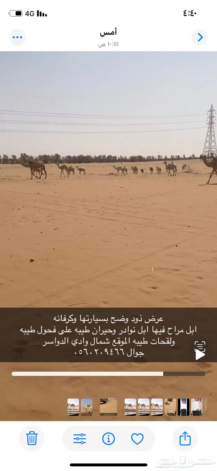 ابل جمله طيبه 0