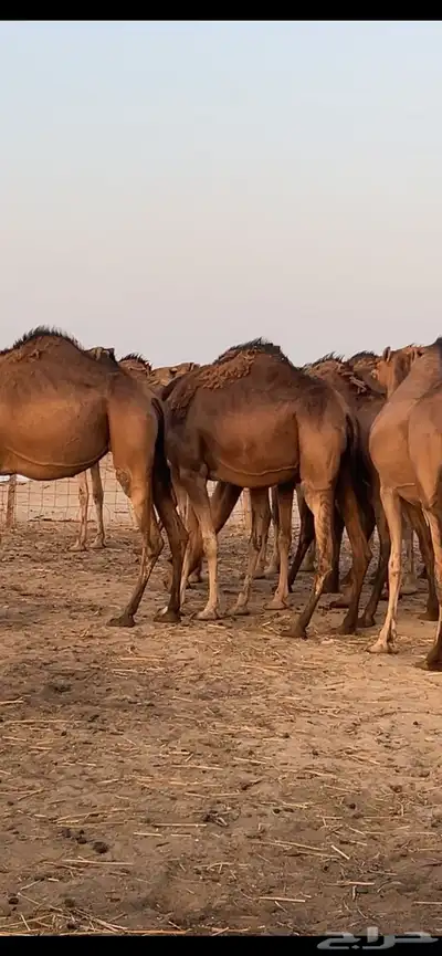 بكار سواحل (( تم البيع )) 1
