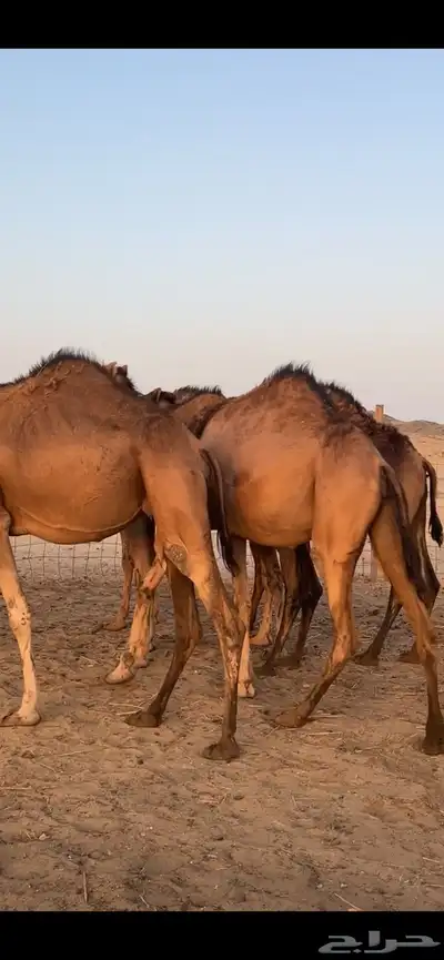 بكار سواحل (( تم البيع )) 2