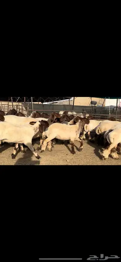 جذعات نعيم مراح دبس للبيع 2
