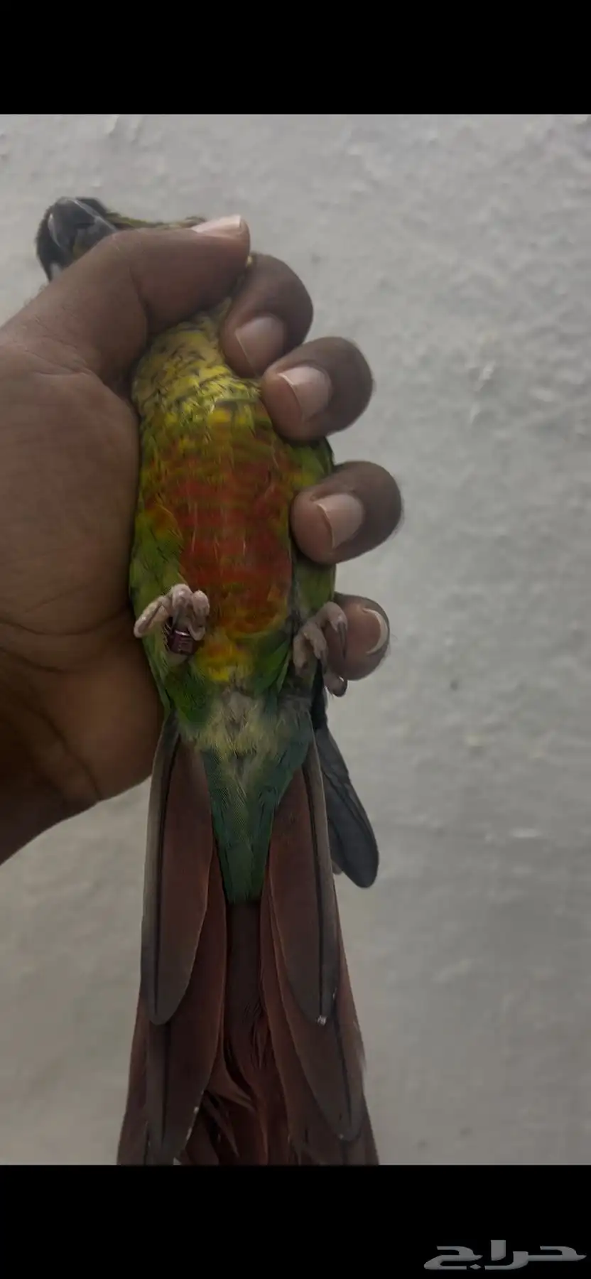 جوز كنيور 2