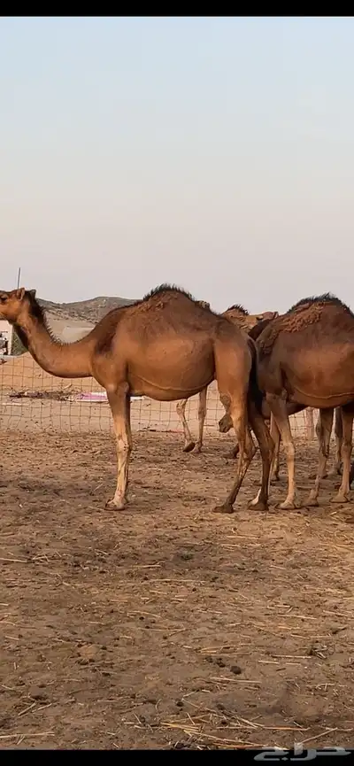 بكار سواحل (( تم البيع )) 10