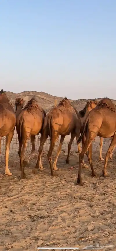 بكار سواحل (( تم البيع )) 4
