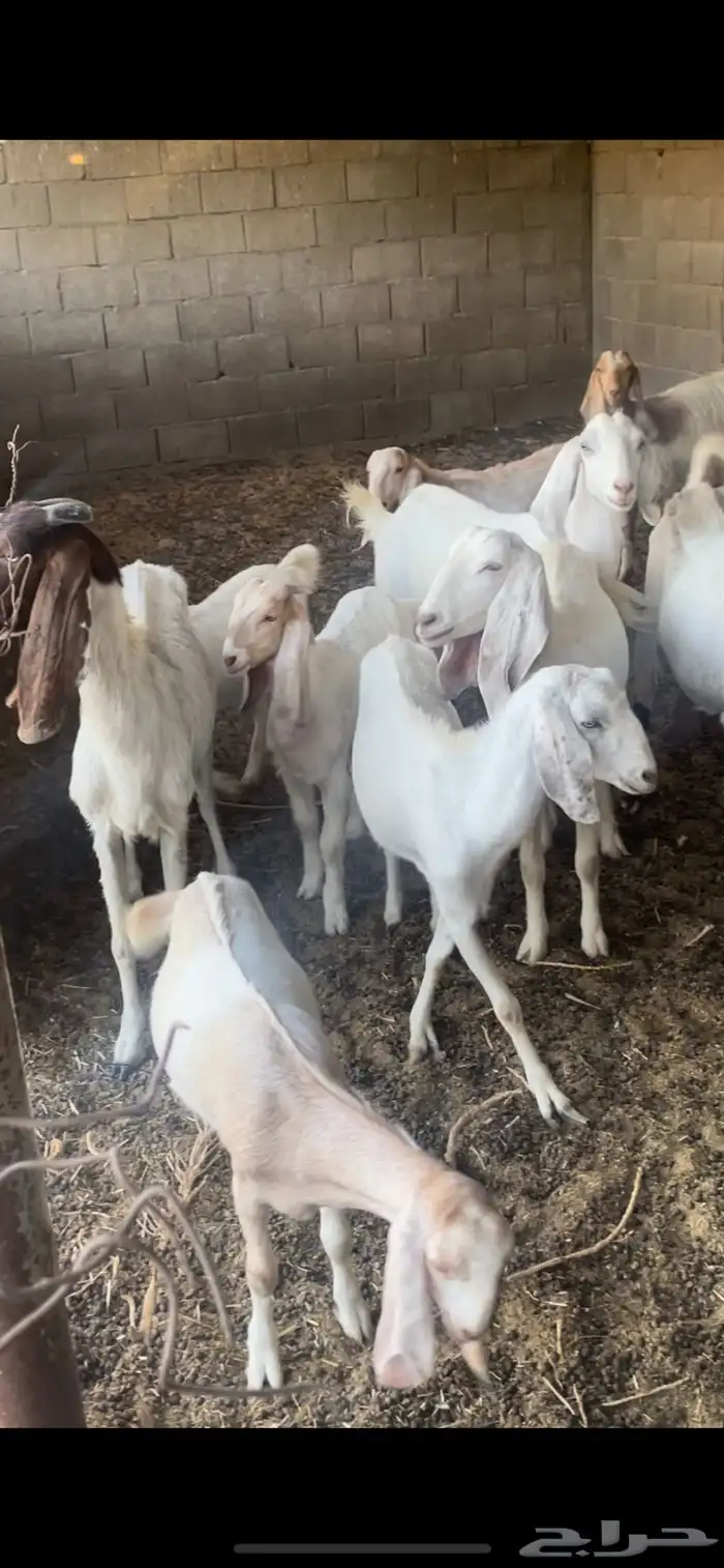 معزاء بيض 1