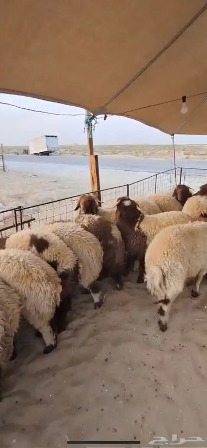 نعيم فاخر وحريات كفو وعرب وتيوس 8