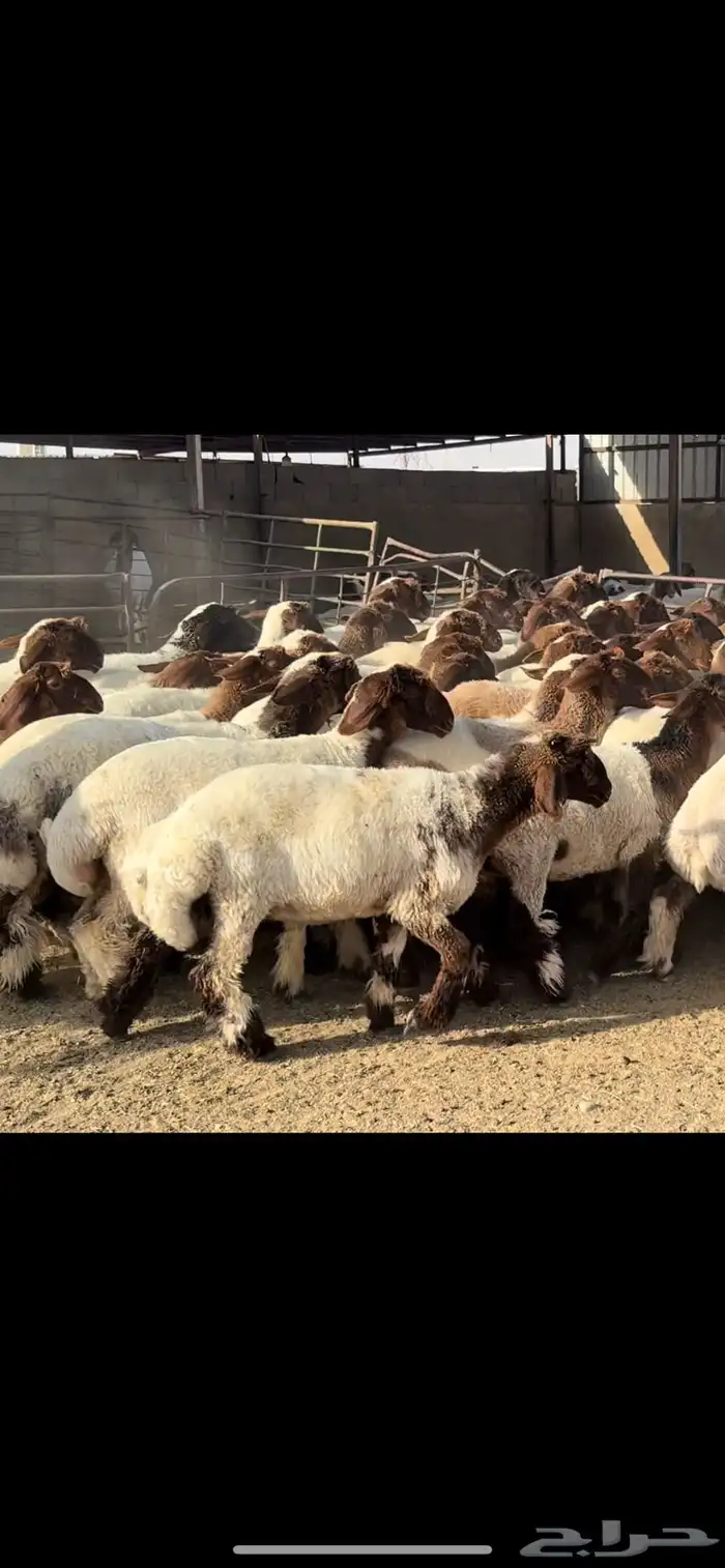 جذعات نعيم صنف 4