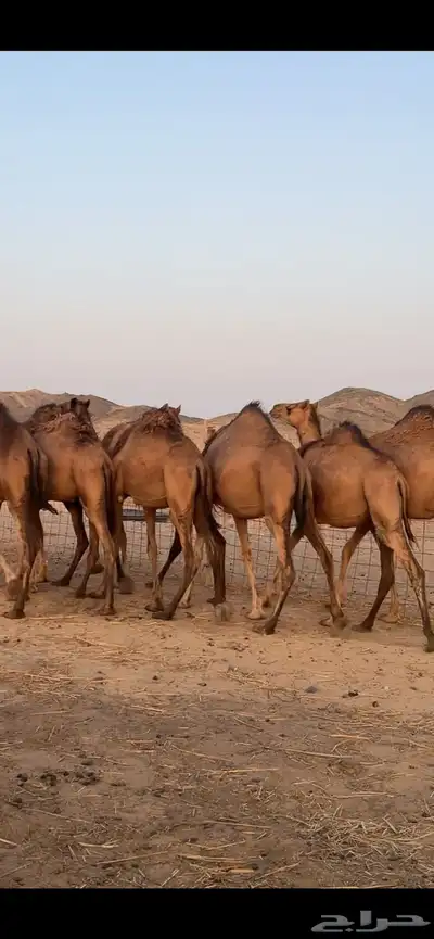 بكار سواحل (( تم البيع )) 8
