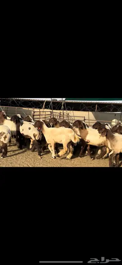 جذعات نعيم مراح دبس للبيع 3