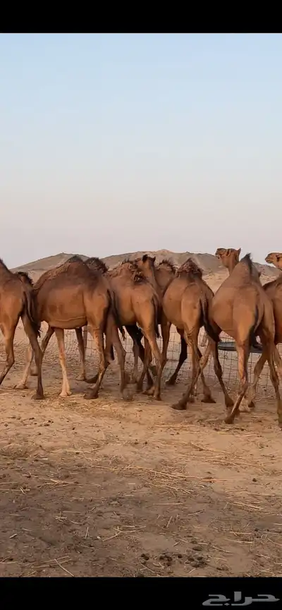 بكار سواحل (( تم البيع )) 7