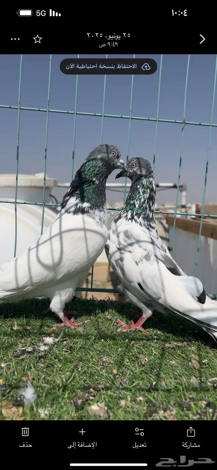 حمام باكستاني 7