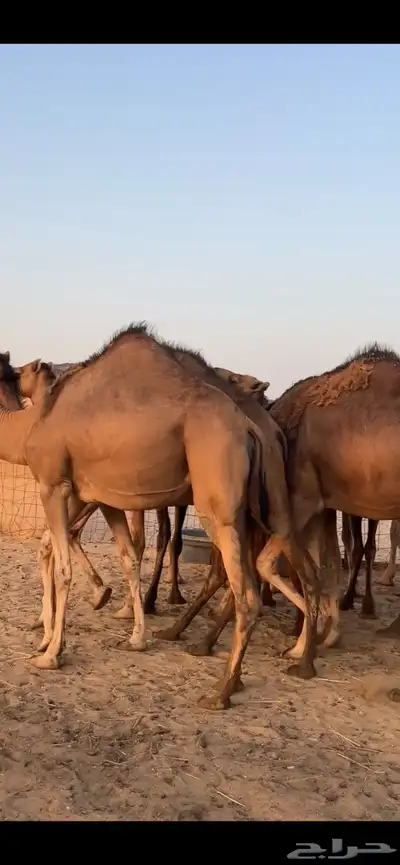 بكار سواحل (( تم البيع )) 6
