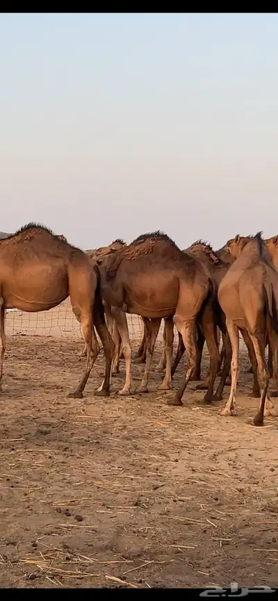 بكار سواحل (( تم البيع )) 9