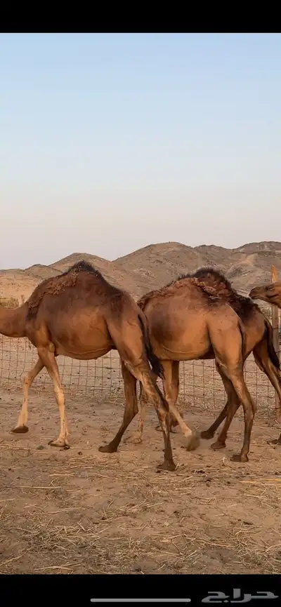 بكار سواحل (( تم البيع )) 12