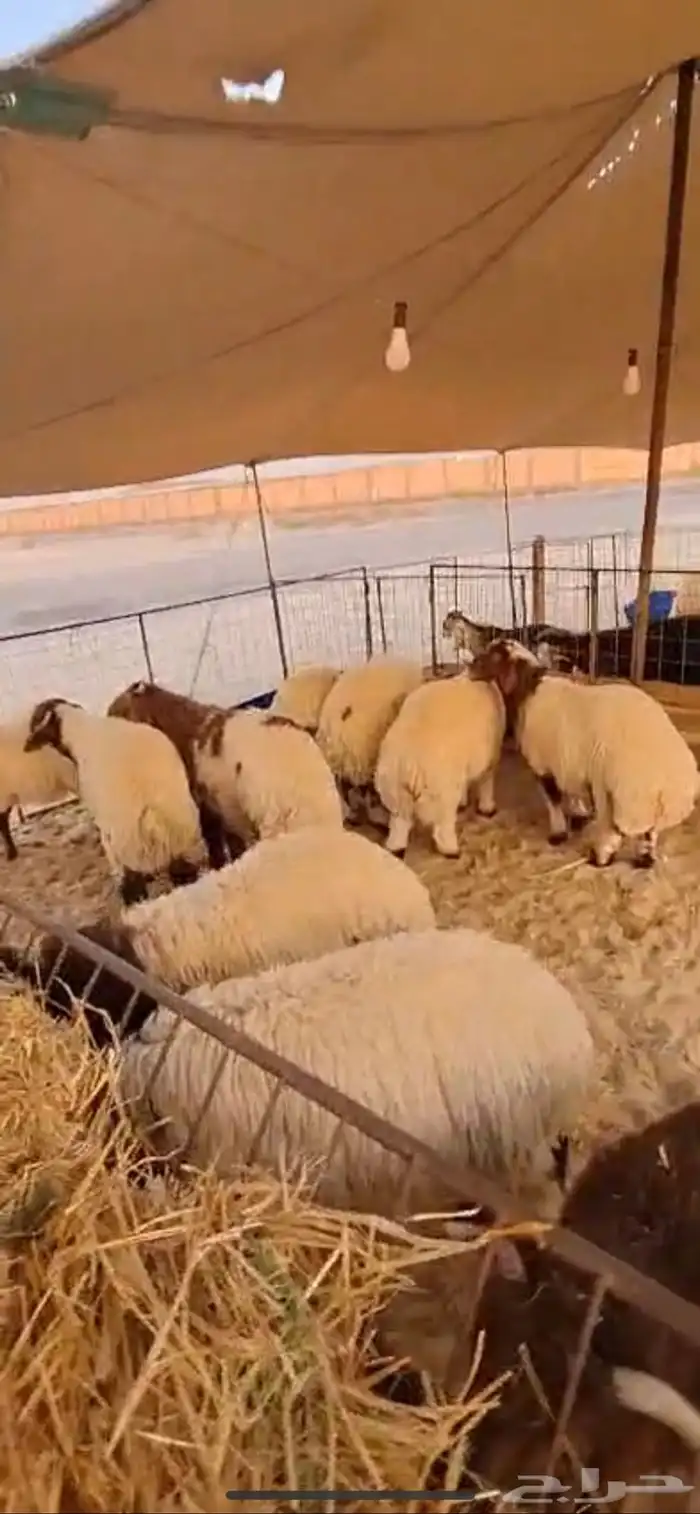 نعيم فاخر وحريات كفو وعرب وتيوس 7