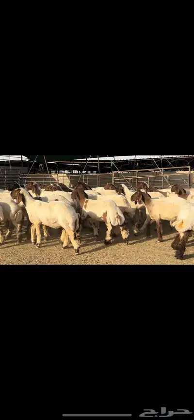 جذعات نعيم مراح دبس للبيع 0
