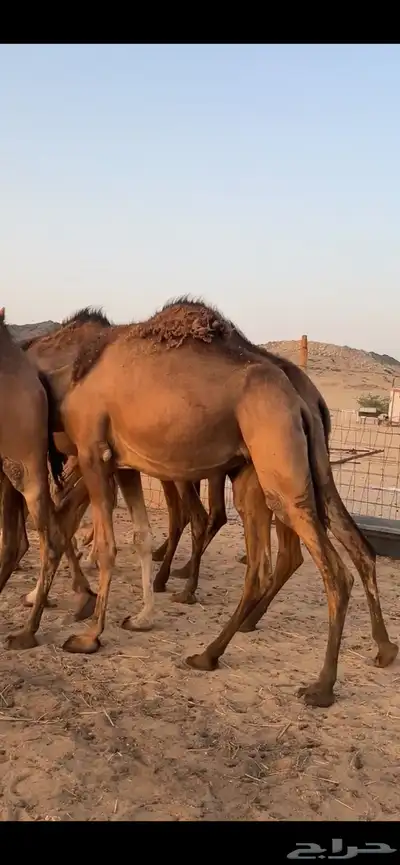 بكار سواحل (( تم البيع )) 5