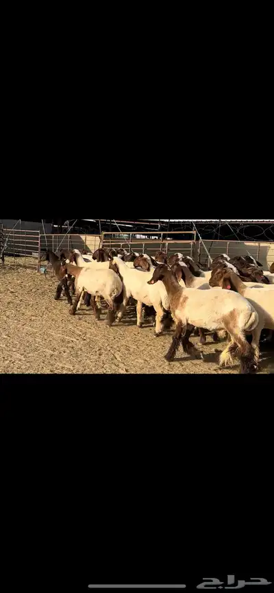 جذعات نعيم مراح دبس للبيع 4