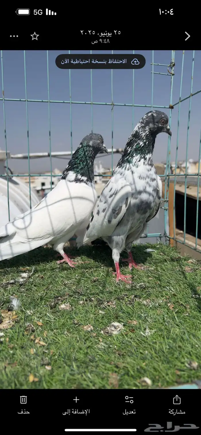 حمام باكستاني 3