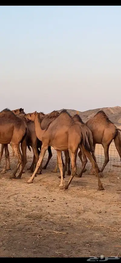 بكار سواحل (( تم البيع )) 0