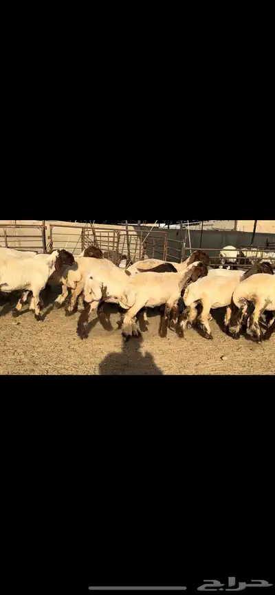 جذعات نعيم مراح دبس للبيع 5