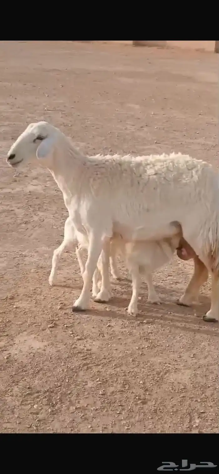 تم البيع شاة حرية حرشاء صنف متاوم برخلين. 3