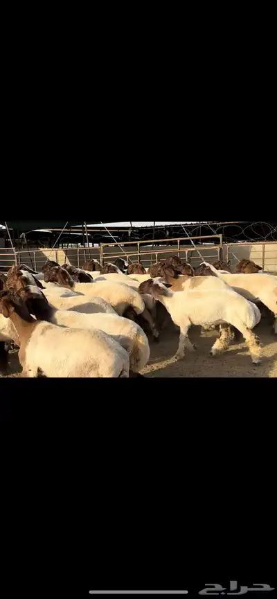 جذعات نعيم مراح دبس للبيع 9