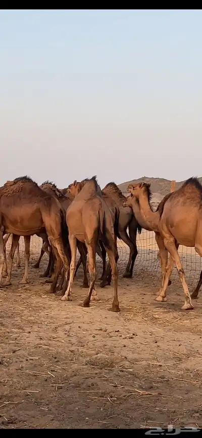 بكار سواحل (( تم البيع )) 11