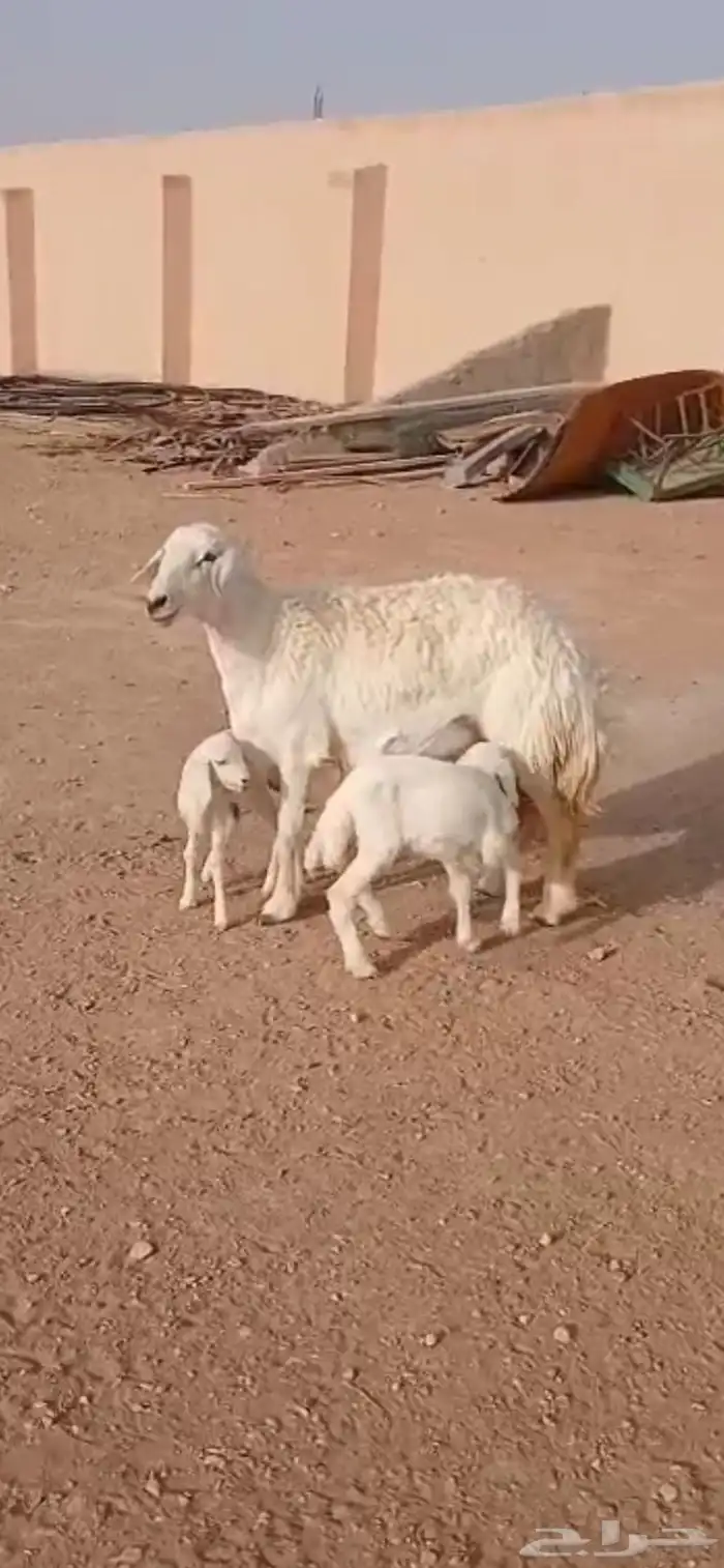 تم البيع شاة حرية حرشاء صنف متاوم برخلين. 5