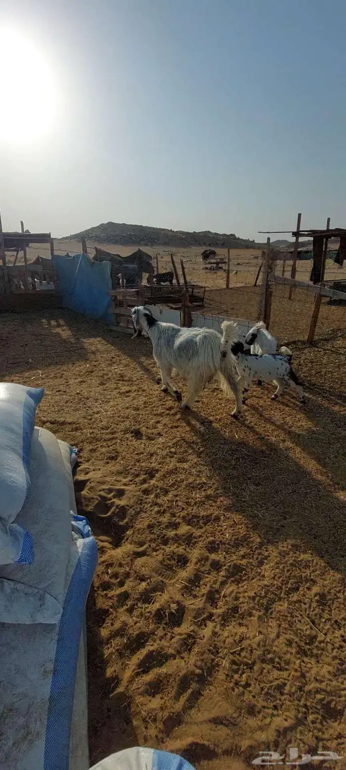 معزا خلفات وجفار بيشية وفحل محايلي 7