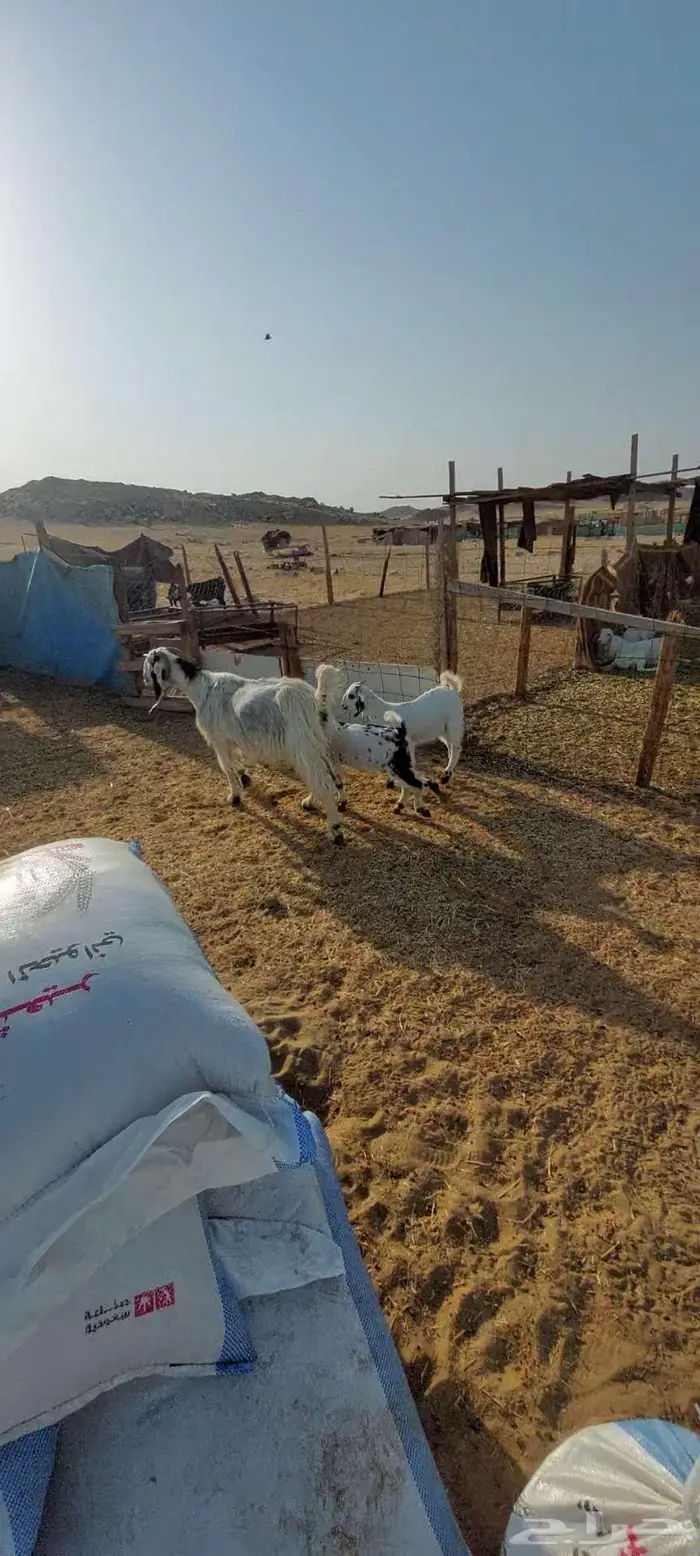 معزا خلفات وجفار بيشية وفحل محايلي 4