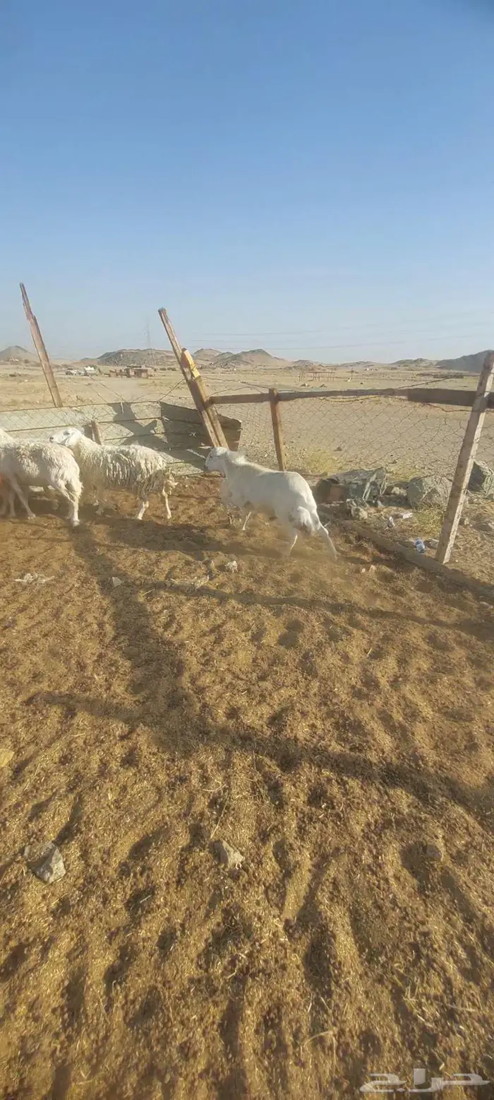 طليان رفيدي وبهم.. وضان رفيدي خلفات وفحلها 4