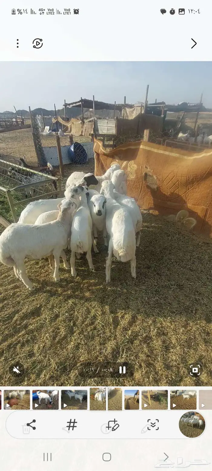 طليان رفيدي وبهم.. وضان رفيدي خلفات وفحلها 2