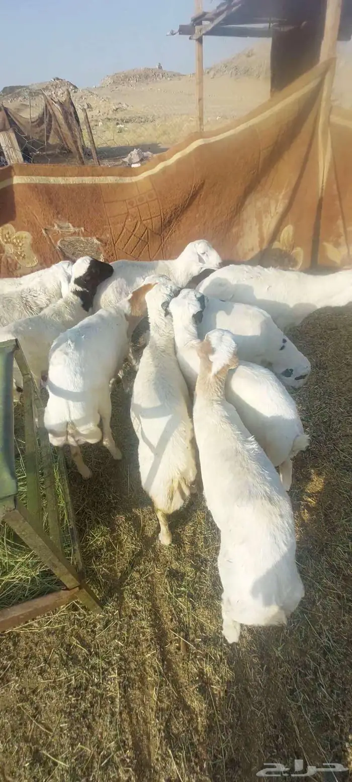 طليان رفيدي وبهم.. وضان رفيدي خلفات وفحلها 1