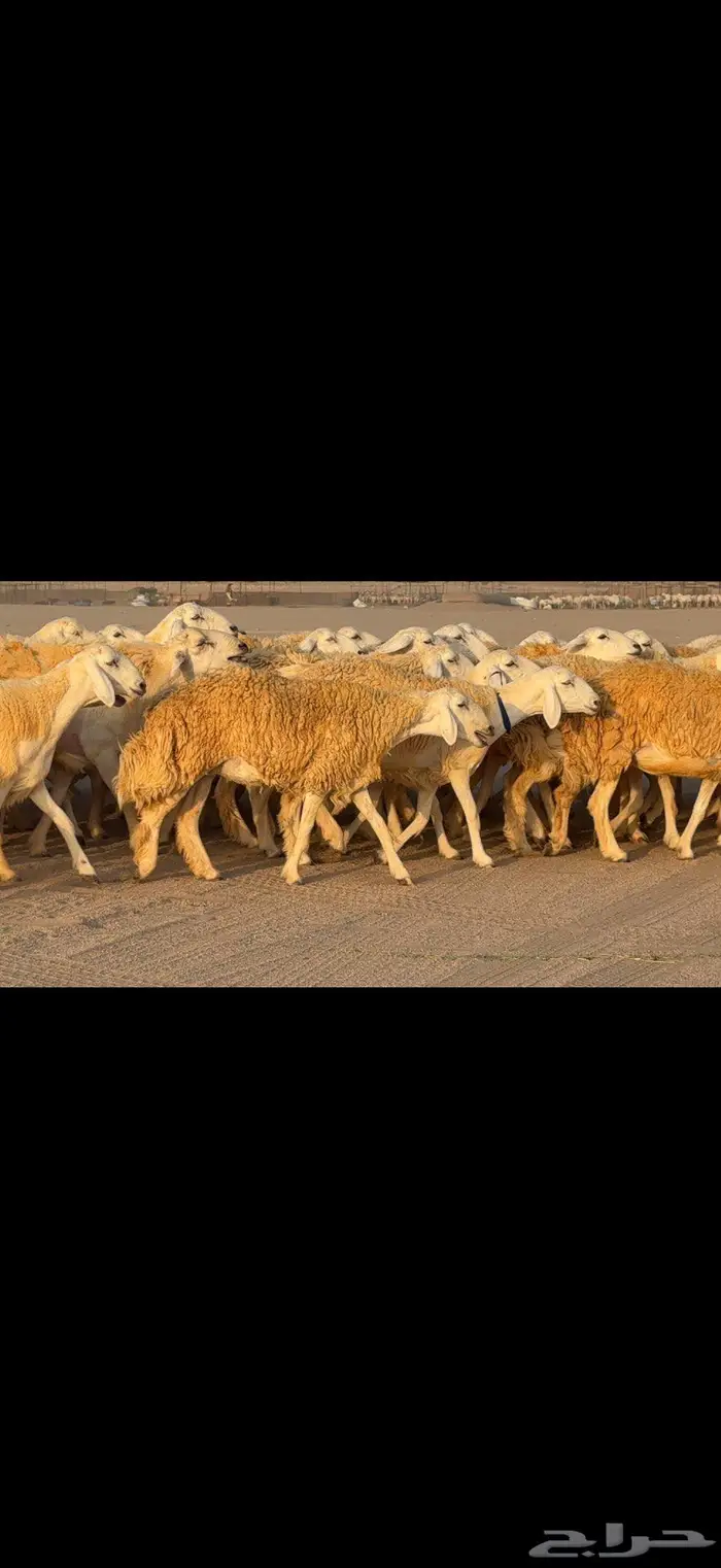 رخال حرية حرش صنف 110 بينها 3 فحول 2