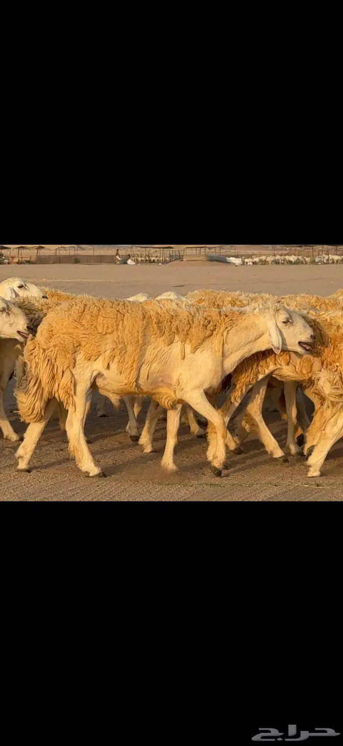 رخال حرية حرش صنف 110 بينها 3 فحول 7