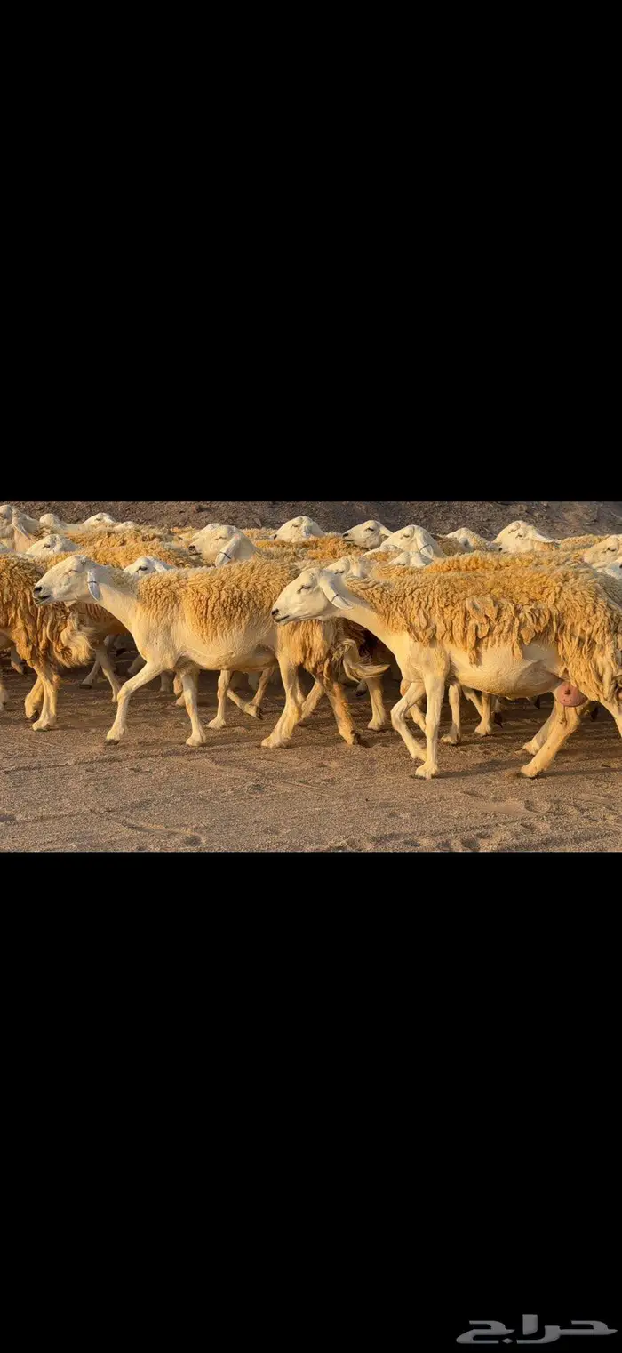 رخال حرية حرش صنف 110 بينها 3 فحول 0