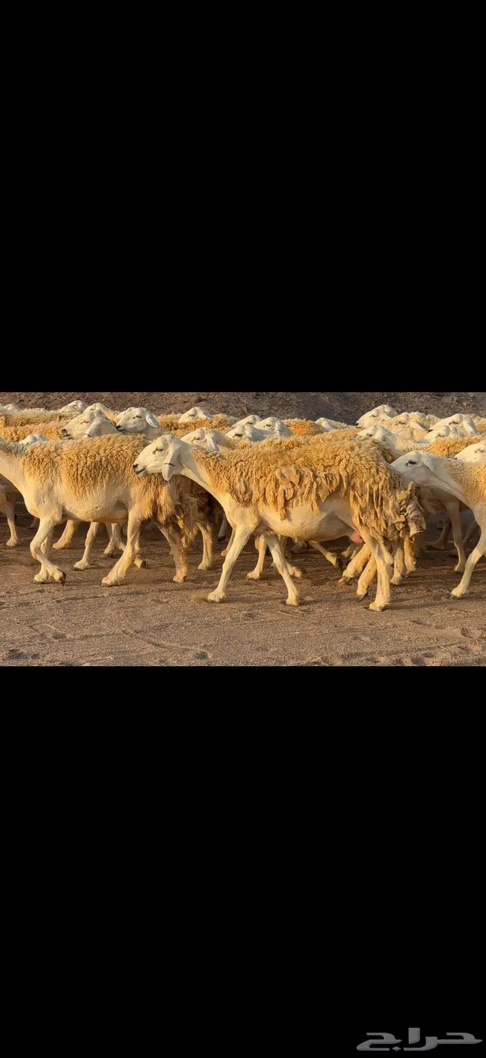 رخال حرية حرش صنف 110 بينها 3 فحول 3