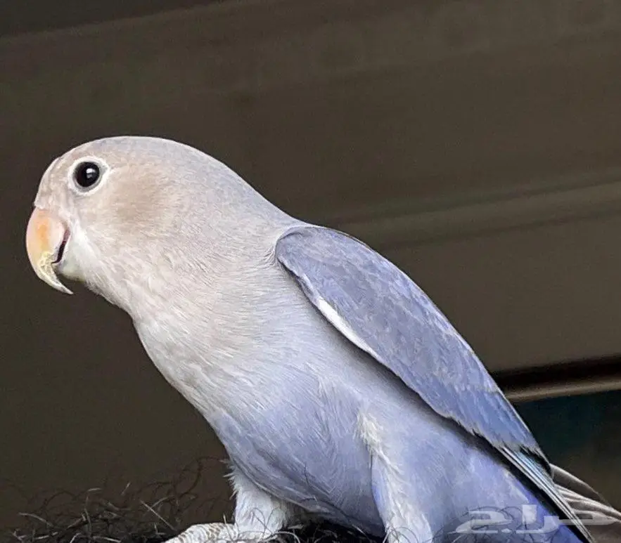 طير روز مفقود 0