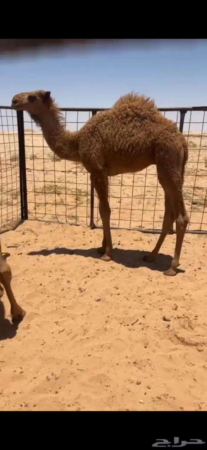 حوار لباني طايش 2