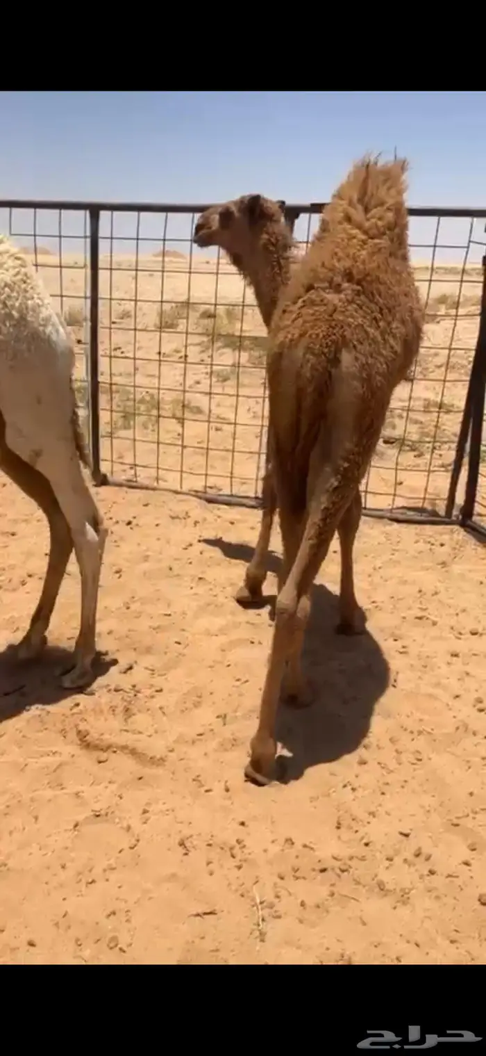حوار لباني طايش 5