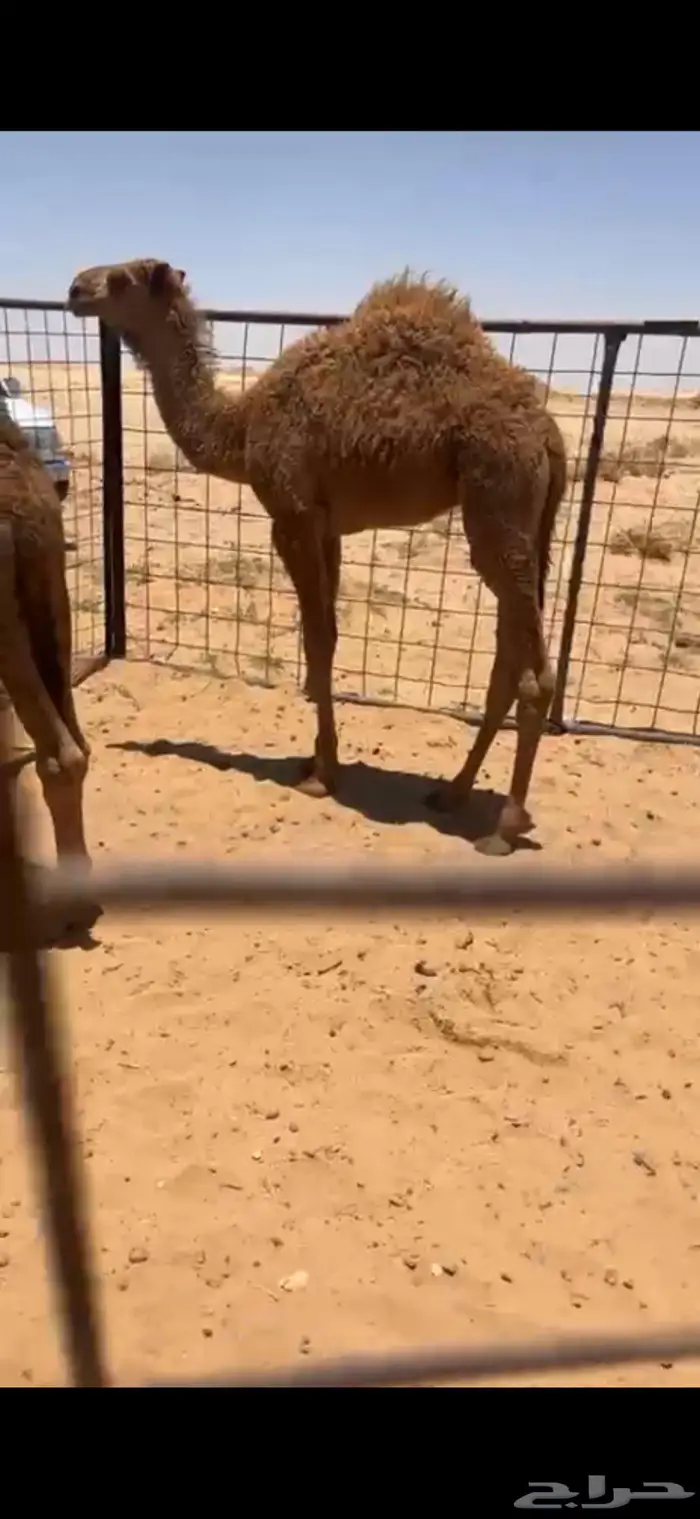 حوار لباني طايش 0