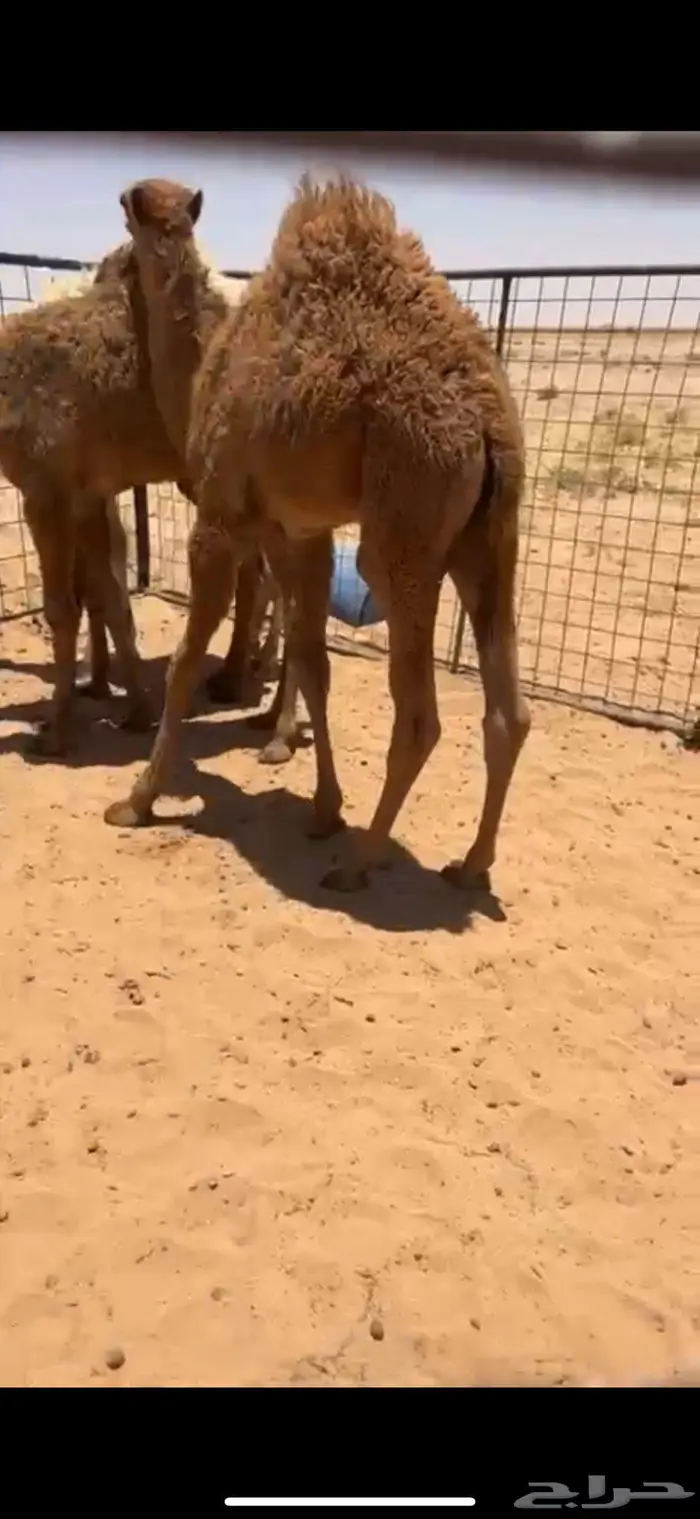 حوار لباني طايش 4