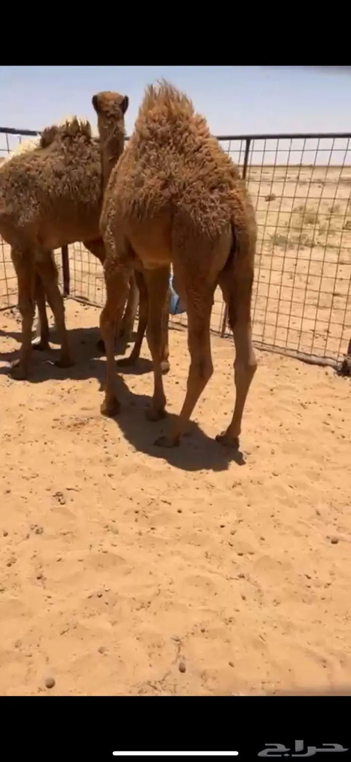 حوار لباني طايش 3