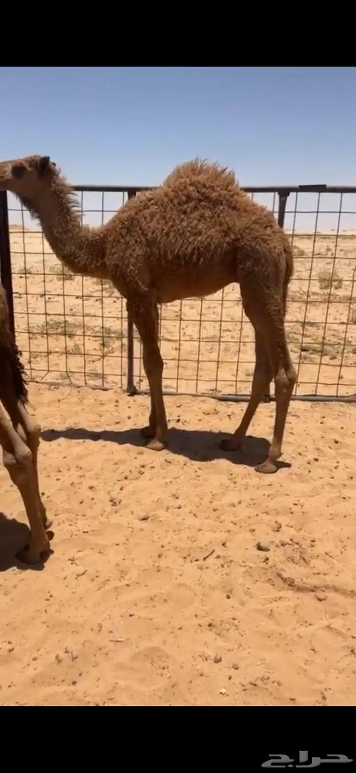 حوار لباني طايش 1