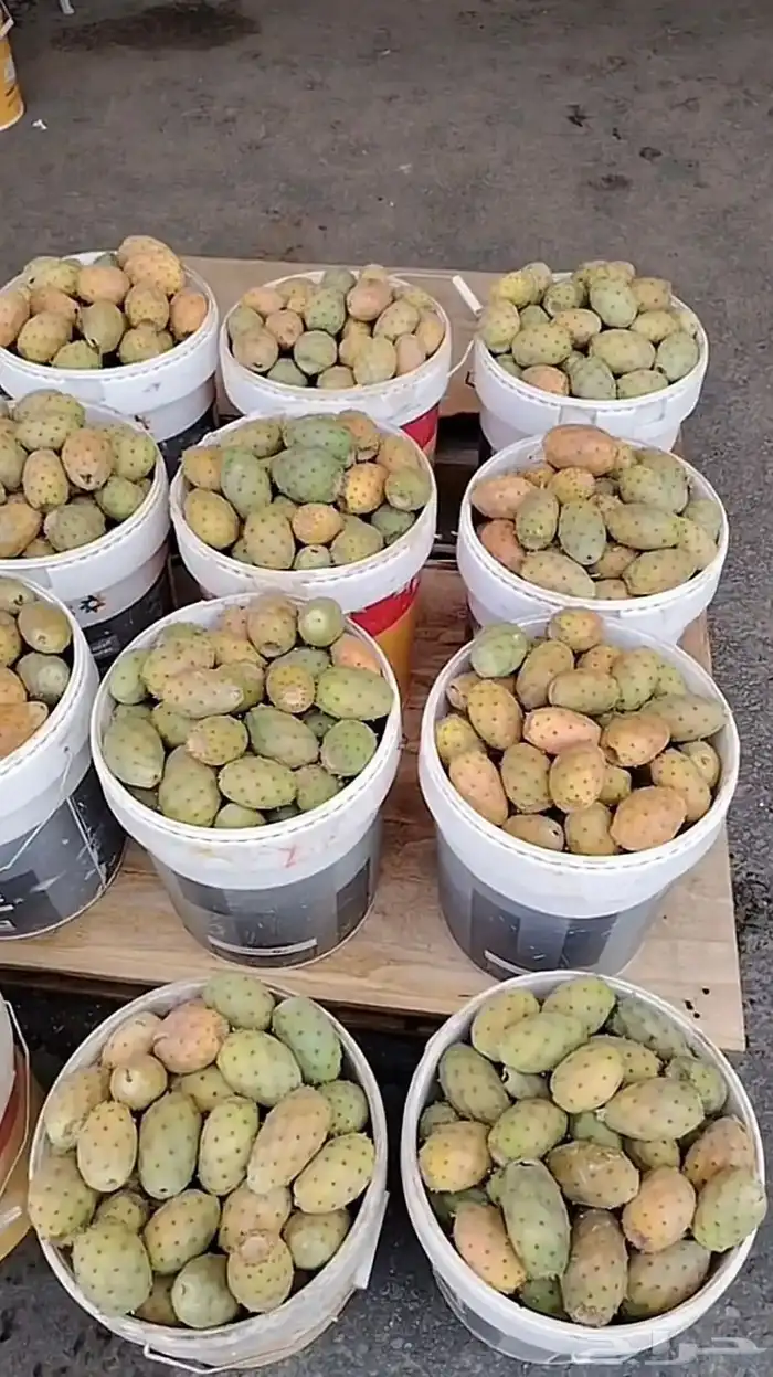 برشوم الشعف للبيع 0